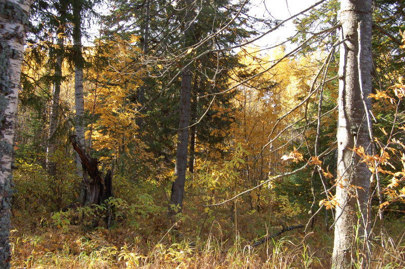 Осень в Западной Сибири. Фото.