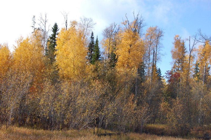 Осень в Западной Сибири. Фото.