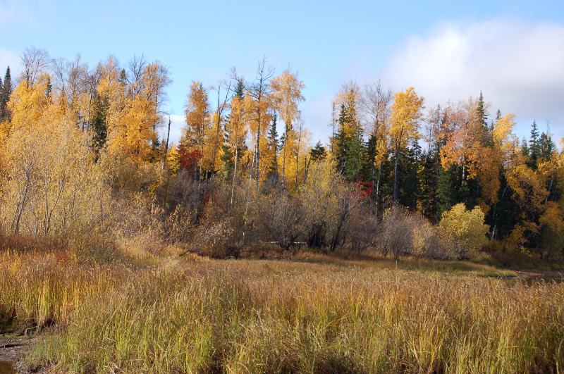 Осень в Западной Сибири. Фото.