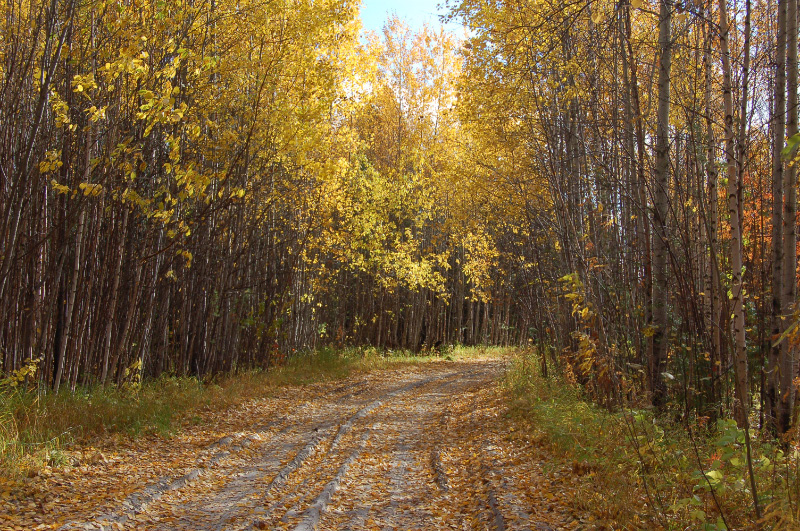 Осень в Западной Сибири. Фото.