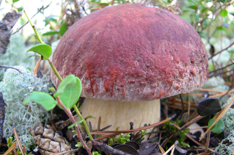 Осень в Западной Сибири. Фото.