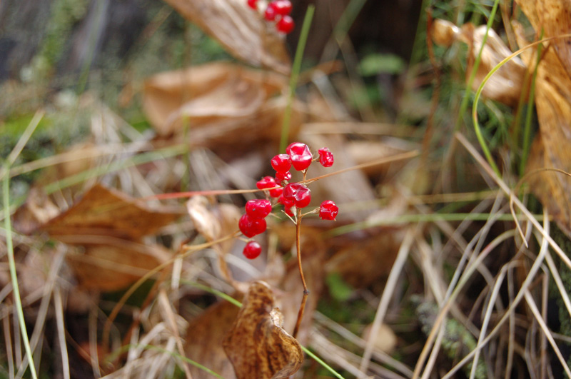 Осень в Западной Сибири. Фото.