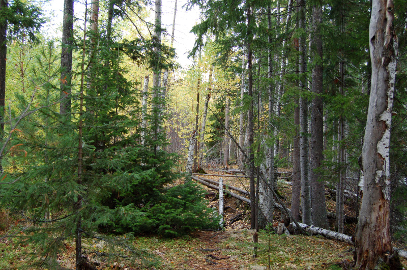 Осень в Западной Сибири. Фото.