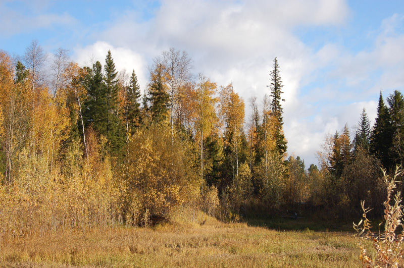 Осень в Западной Сибири. Фото.