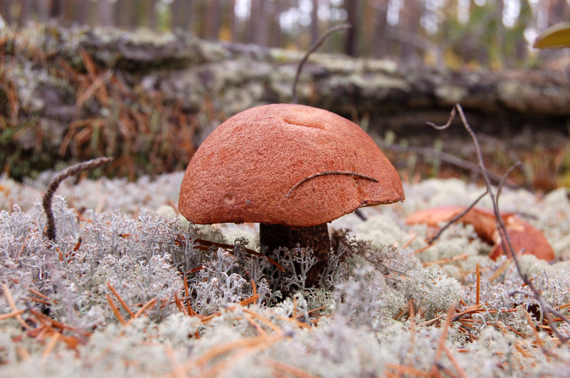 Осень в Западной Сибири. Фото.