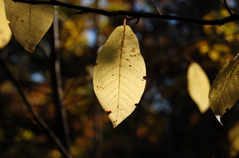 Осень в Западной Сибири. Фото.