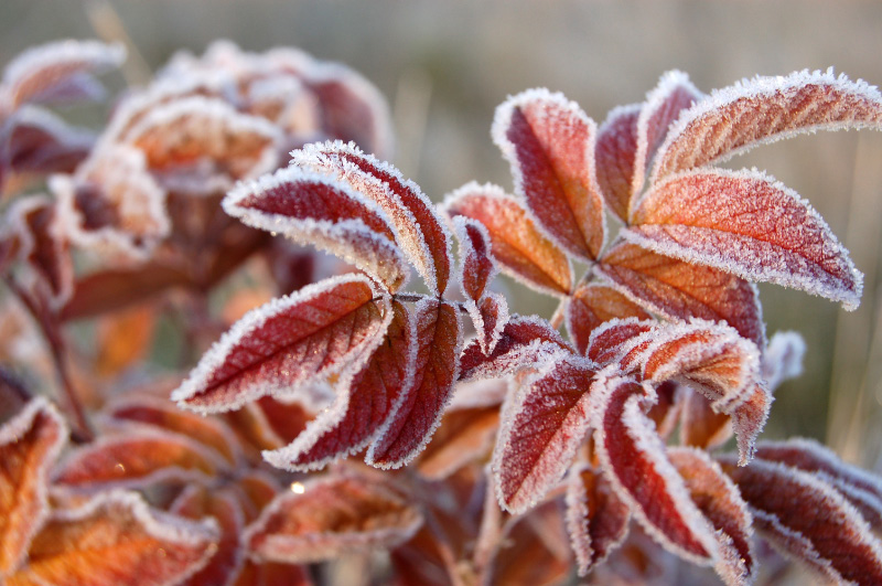 Осень в Западной Сибири. Фото.