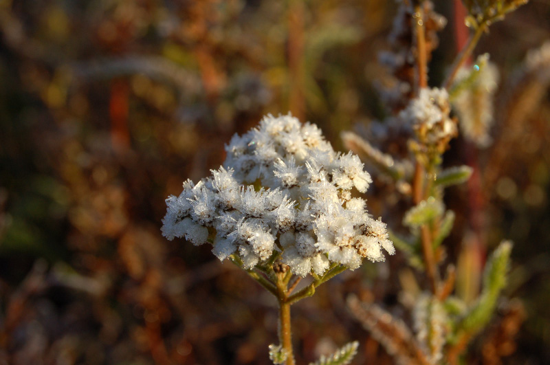 Осень в Западной Сибири. Фото.