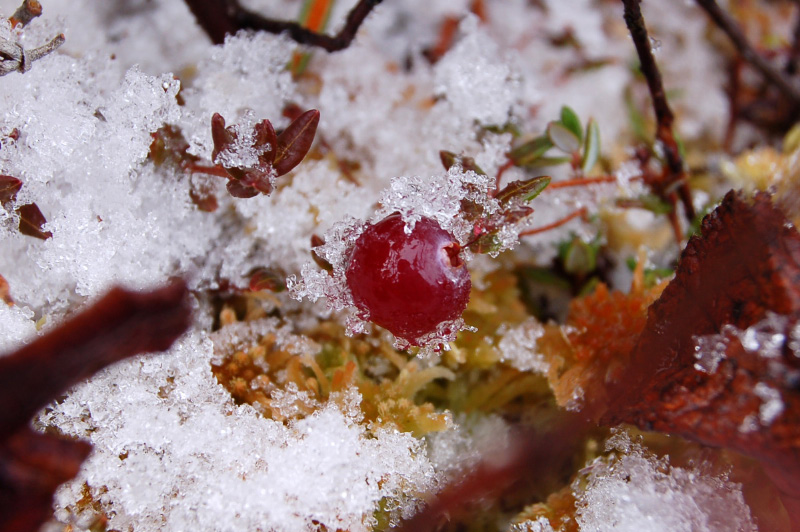 Осень в Западной Сибири. Фото.