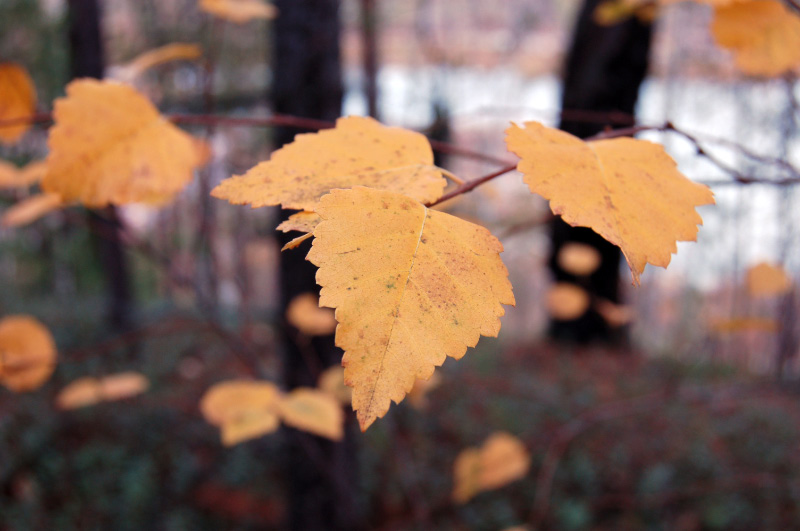 Осень в Западной Сибири. Фото.