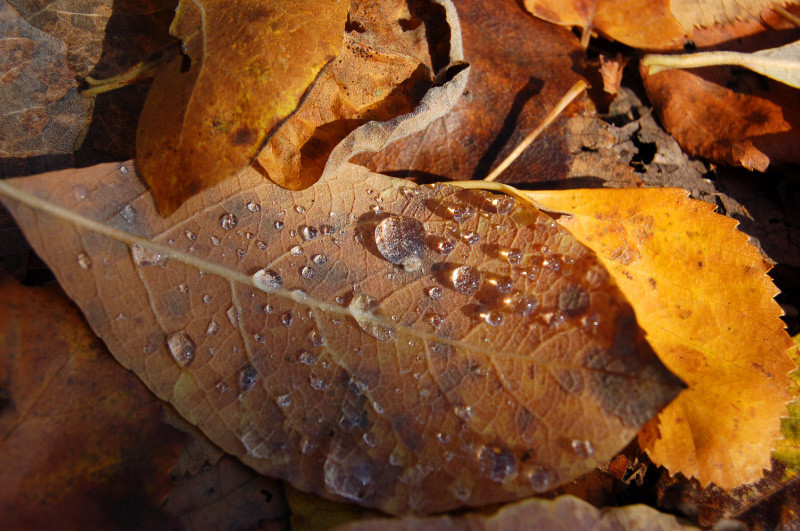 Осень в Западной Сибири. Фото.