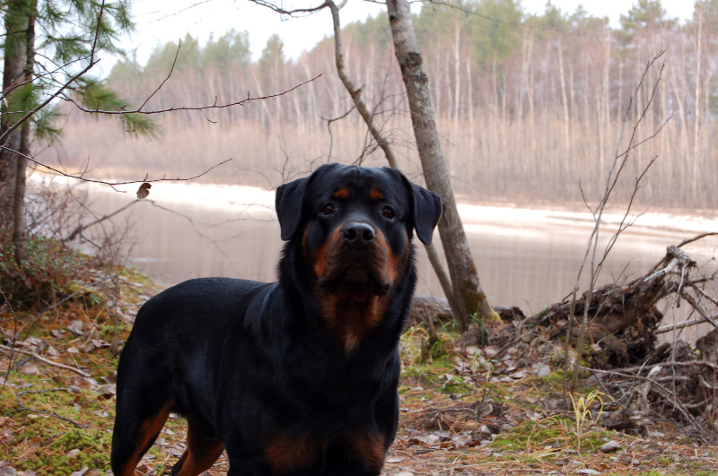 Осень в Западной Сибири. Фото.