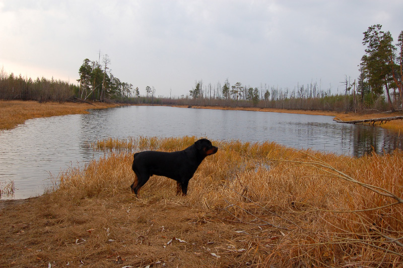 Осень в Западной Сибири. Фото.